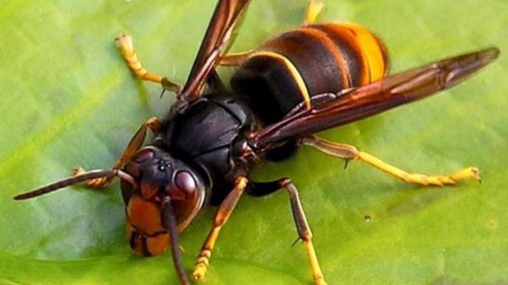 Danger frelons asiatiques en Espagne