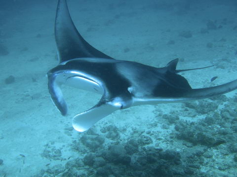 Une raie manta sur une plage de Ibiza en 2019