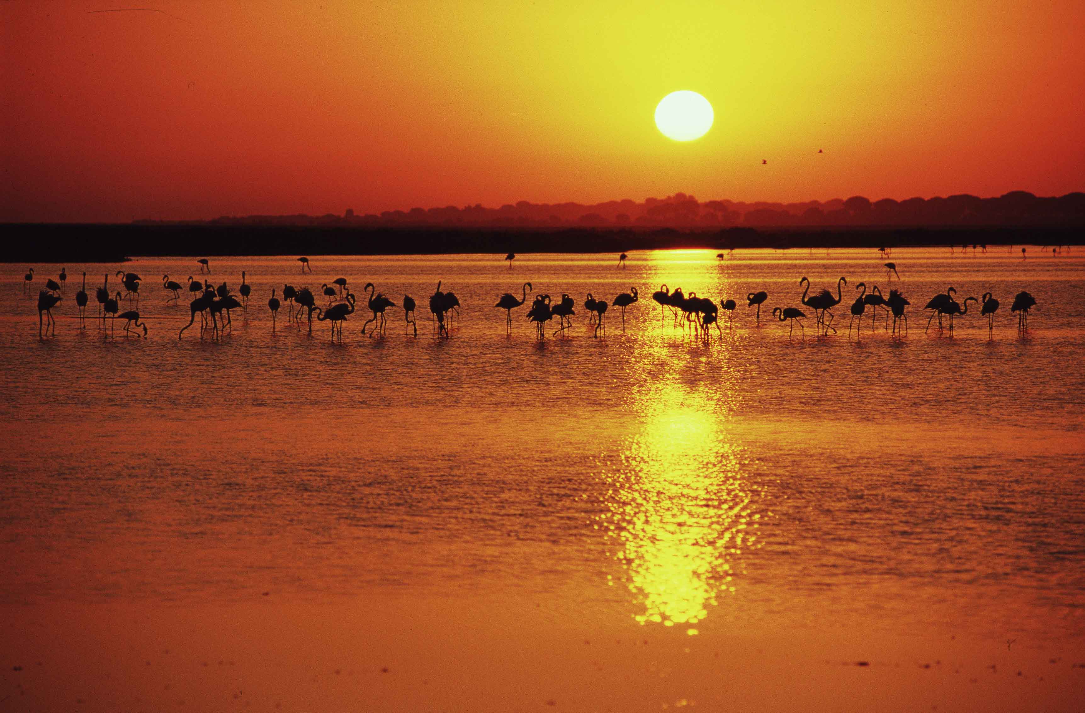 Coucher de soleil sur le parc de la Donana